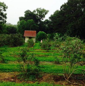 Blueberry house