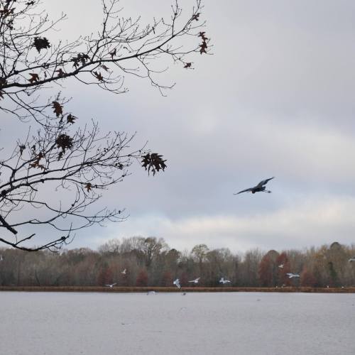 Heron in flight by Beth Gibson Saxena