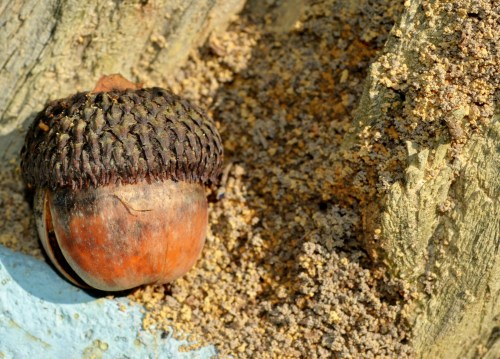 Photo by Wendi Romero, all rights reserved.