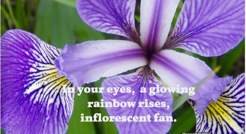 Iris Rising