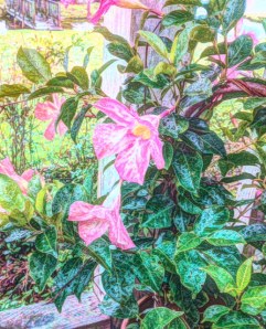 Mom's mandevilla reworked in painteresque.