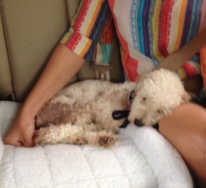 Marigold curls up with her new mom on the long ride home.