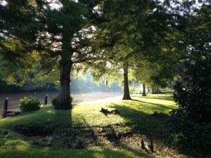 Bayou morning photo by Margaret Simon
