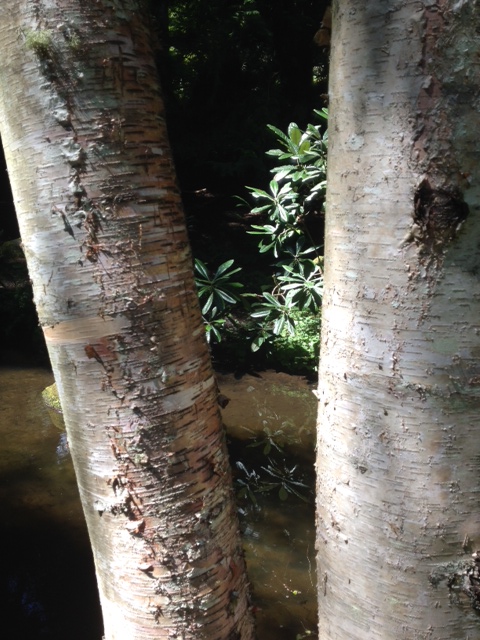 Through a forest of birches, rhododendron reflect on a passing stream.
