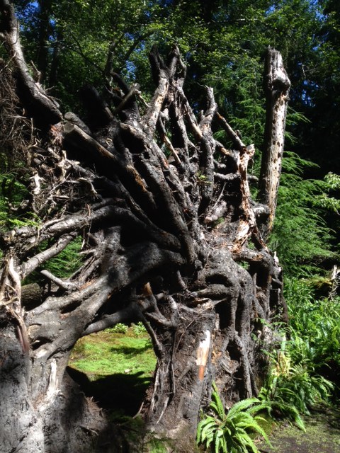 Even the root of the fallen hemlock becomes sculpture through God's eyes.