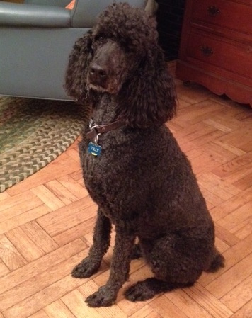 Tilly, the wonder therapy dog, comforted us with her presence.