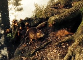 nutria