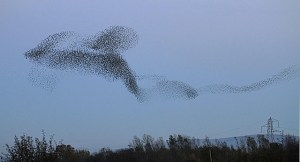 Have you ever wondered about Starling Murmurations?
