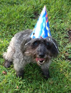 Charlie, a schnoodle, loves his birthday hat.  It lasted long enough for a photo after 3 tries.  