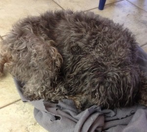 After the party and a bath, Charlie curled up for a nice long nap.