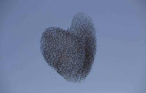 Migrating starlings, over the southern Israeli village of Tidhar, on February 12, 2014. (AP Photo/Oded Balilty)