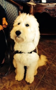 Lucy, the therapy dog, was at the funeral home comforting grievers.  