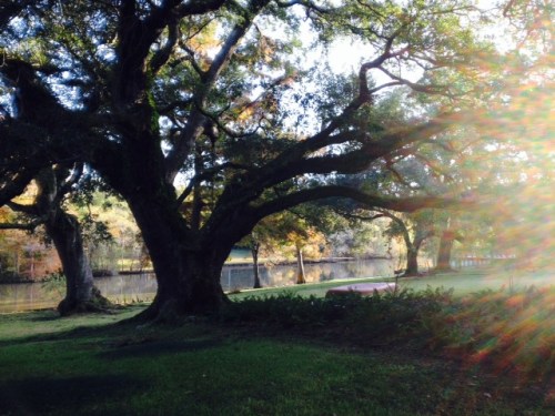 Lagniappe, a little something extra, in this photo, a rainbow spray reflected from the rising sun.  