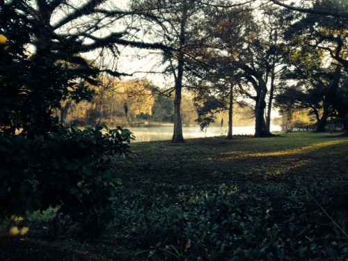 Christmas on the bayou