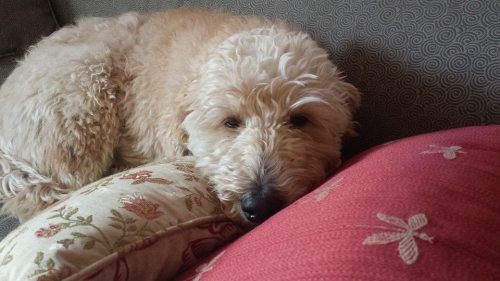 Boudreaux is Caroline's furry friend.