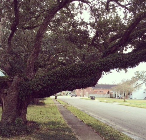 Live oak tree covered in resurrection fern.