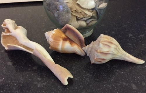 shells