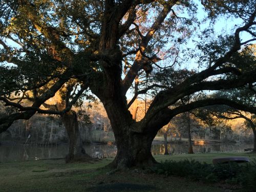 grandmother oak sunset