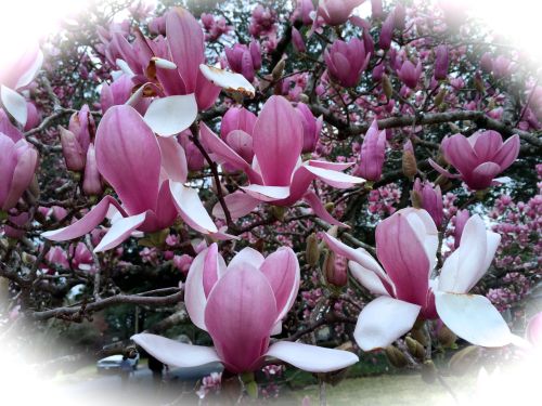 Japanese Magnolia 2