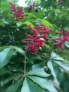 red buckeye