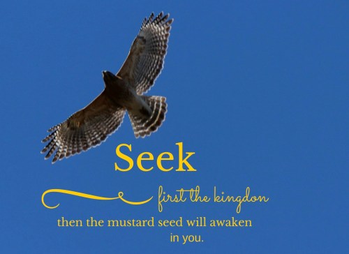 Seek poster
