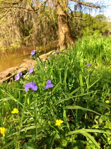 spiderwort