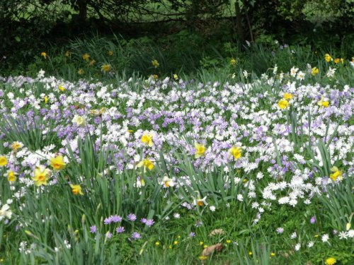 Spring flowers, Lytes Cary, Somerset  Copyright nick macneill and licensed for reuse under this Creative Commons Licence.