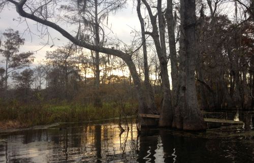 Canoeing through the trees in Lake Martin. 