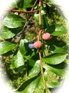 blueberry on branch