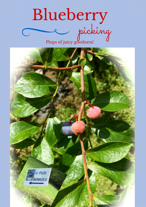 Blueberry Picking 2