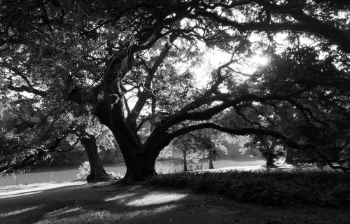 Grandmother Oak Morning
