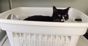 Mimi is always waiting for me to come home.