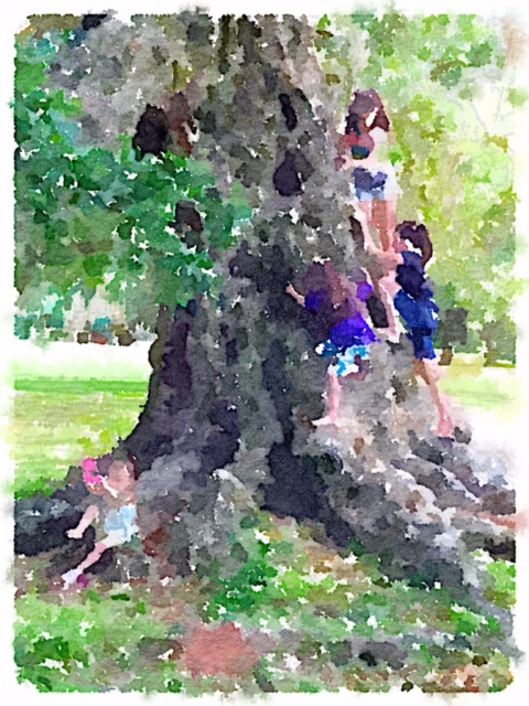 tree climbers
