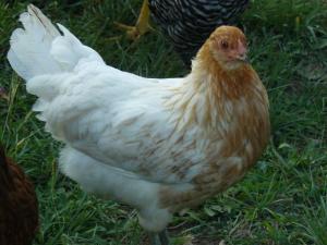 americana_started_pullet_1