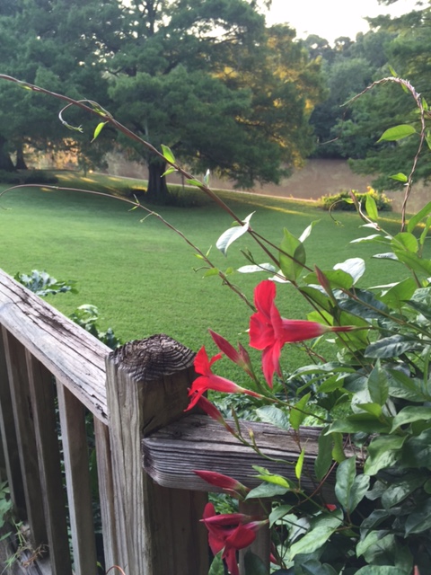 Enjoying the bright red mandevilla blooms. 