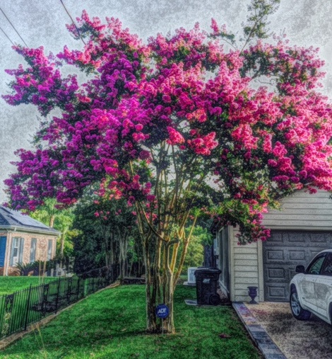 crape myrtle