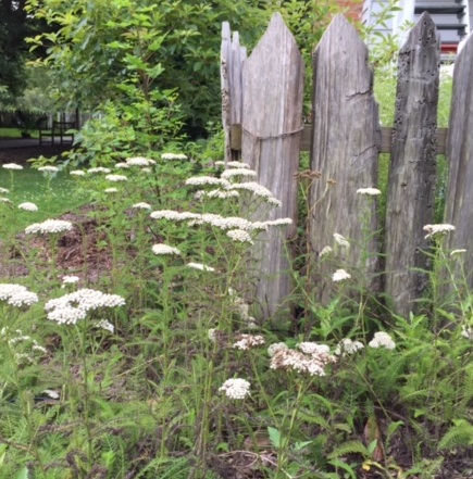 Elderberry growing in the healer's garden.