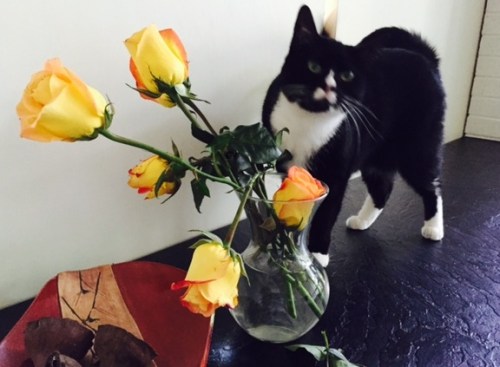 Mimi wants to eat my roses.