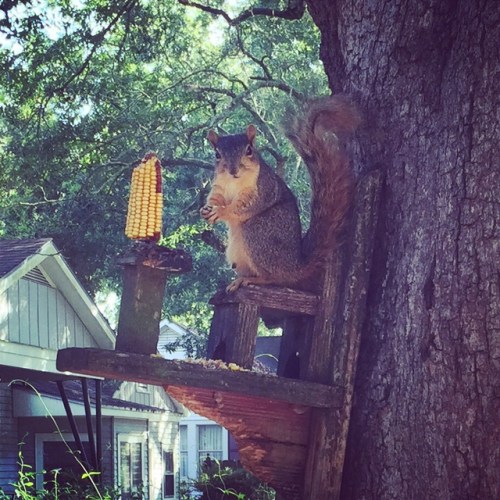 Awkward squirrel