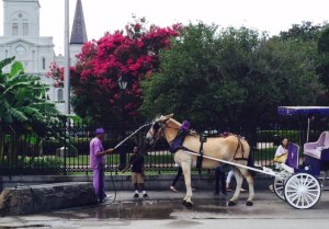 French Quarter carriage driver waters down his mule.  