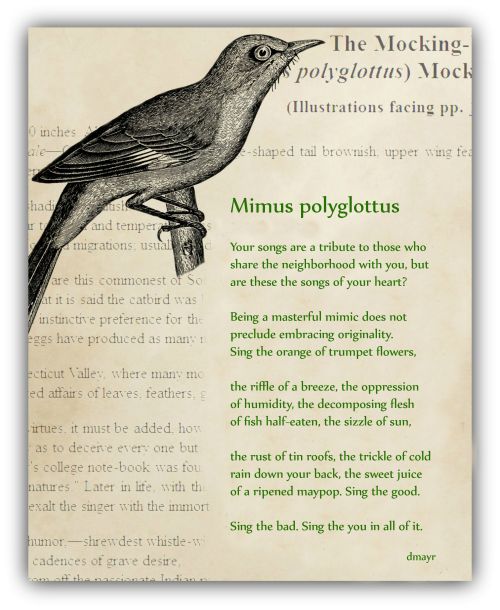 Mimus polyglottus copy