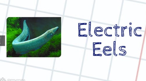 electric eels