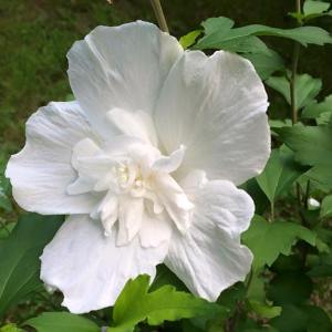 Rose of Sharon photo by Cynthia Lord