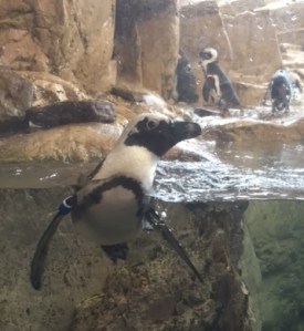 penguin