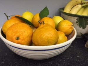 A bowl of life from my own backyard!