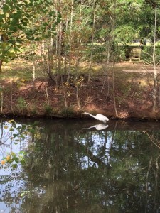 Morning walk in the park, a great egret in Devil's Pond.