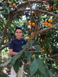 My nephew Jack climbs into the satsuma tree to harvest.