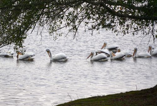 Photo by Margaret Simon, all rights reserved.