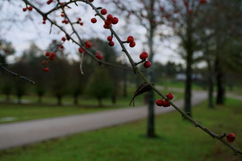 winter red berries