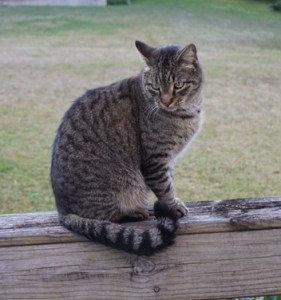 This is Buzz.  Be Buzz.